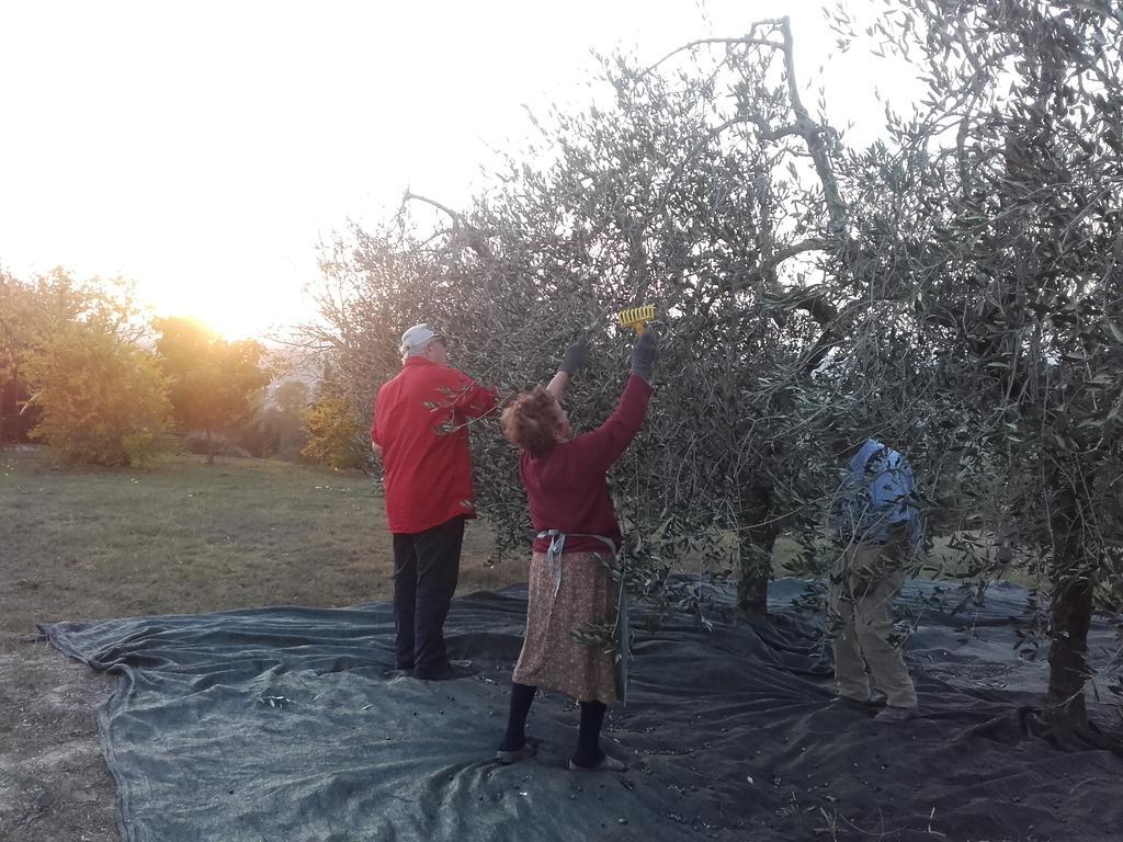 Agriturismo Il Torrione Certaldo Ngoại thất bức ảnh